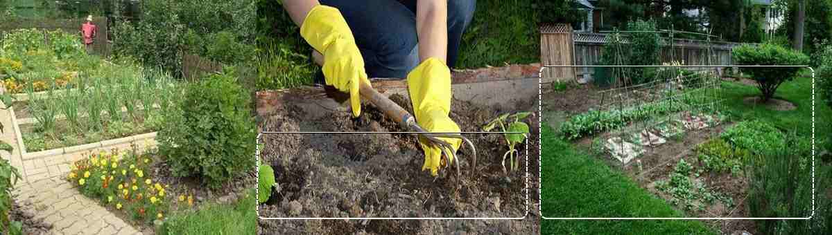 Сад и огород Сад и огород